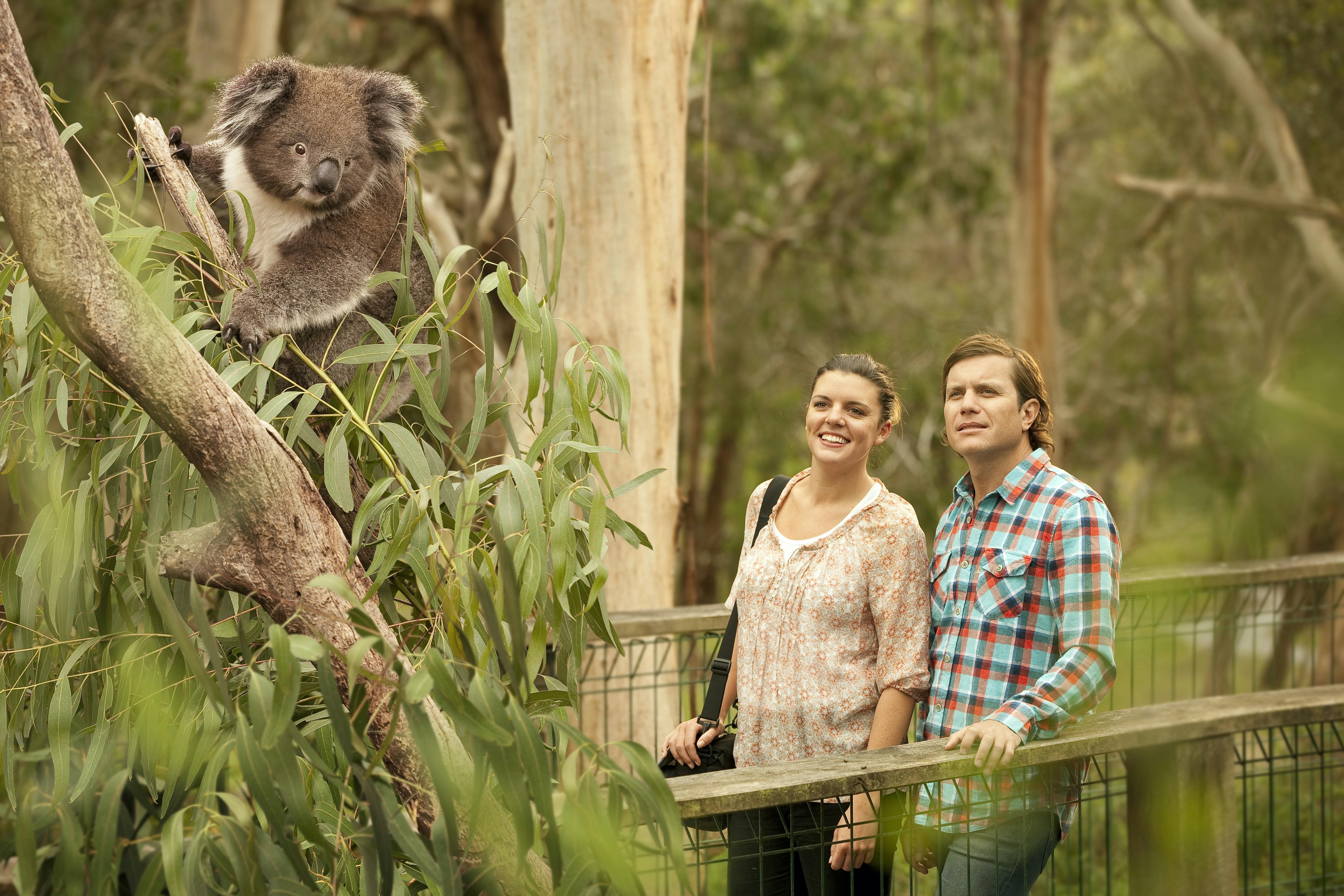 We visit the koala conservation centre