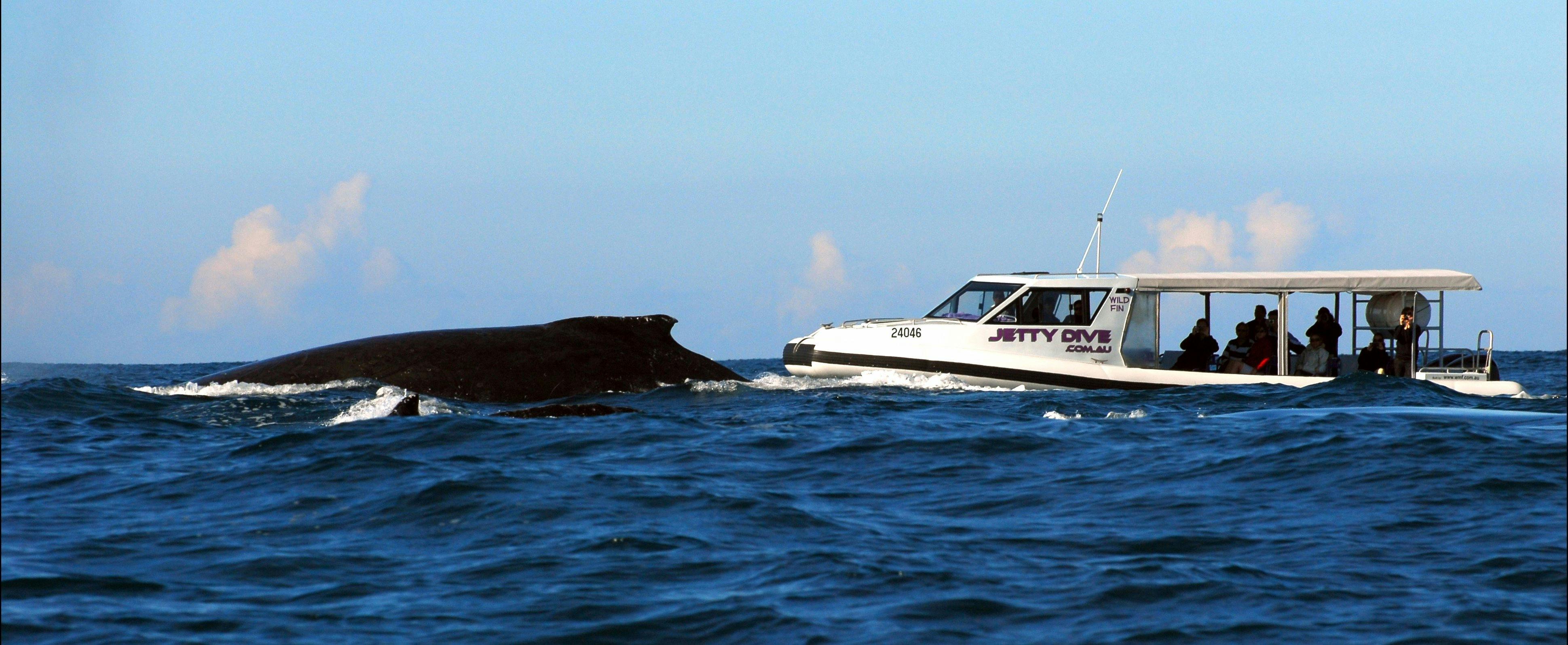Whale  watch Jetty Dive