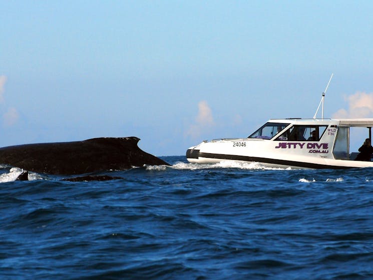 Whale  watch Jetty Dive