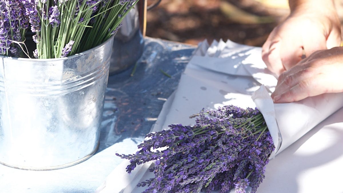 A bouquet of dried lavender being wrapped in paper