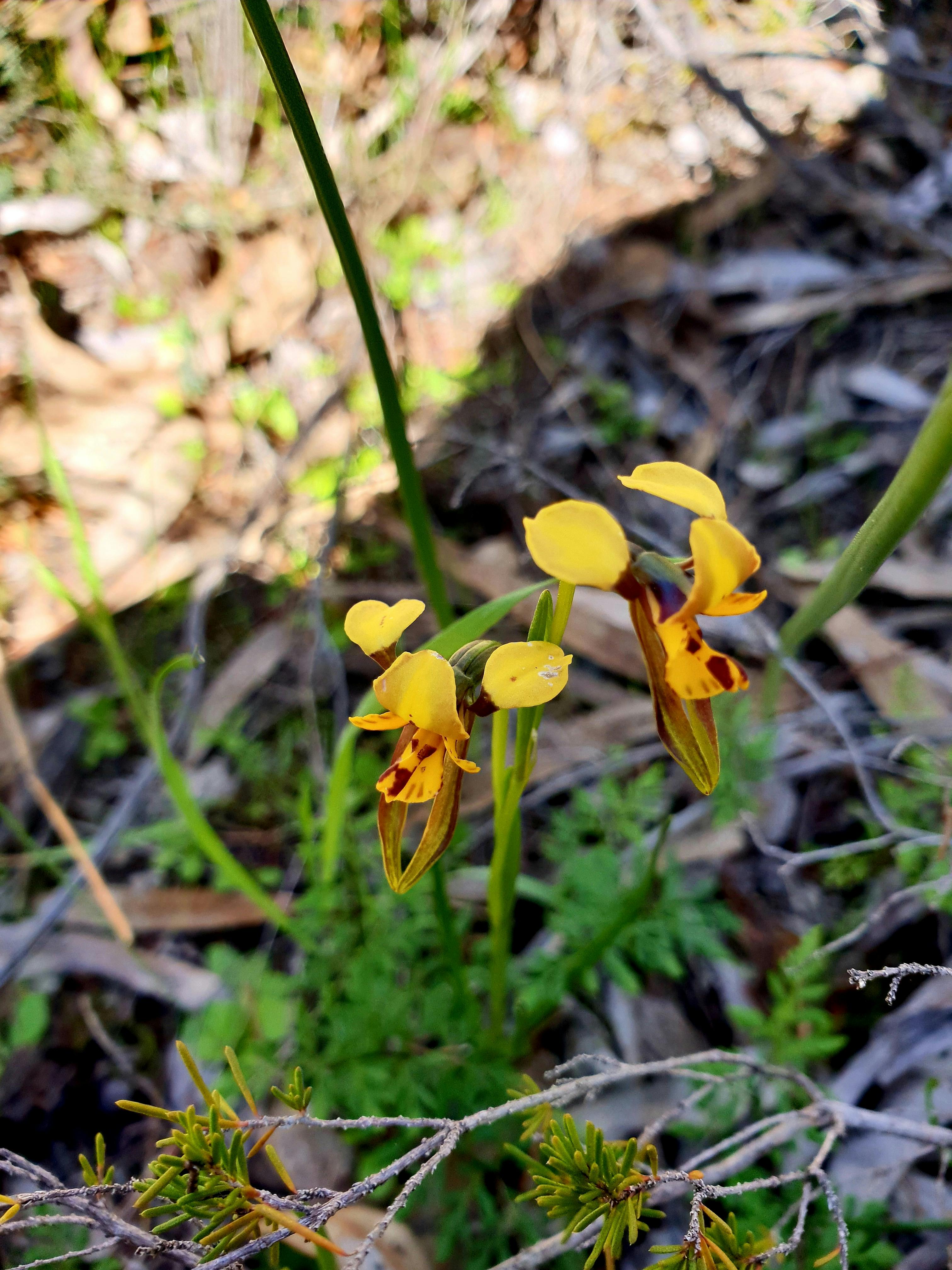Flowering orchid