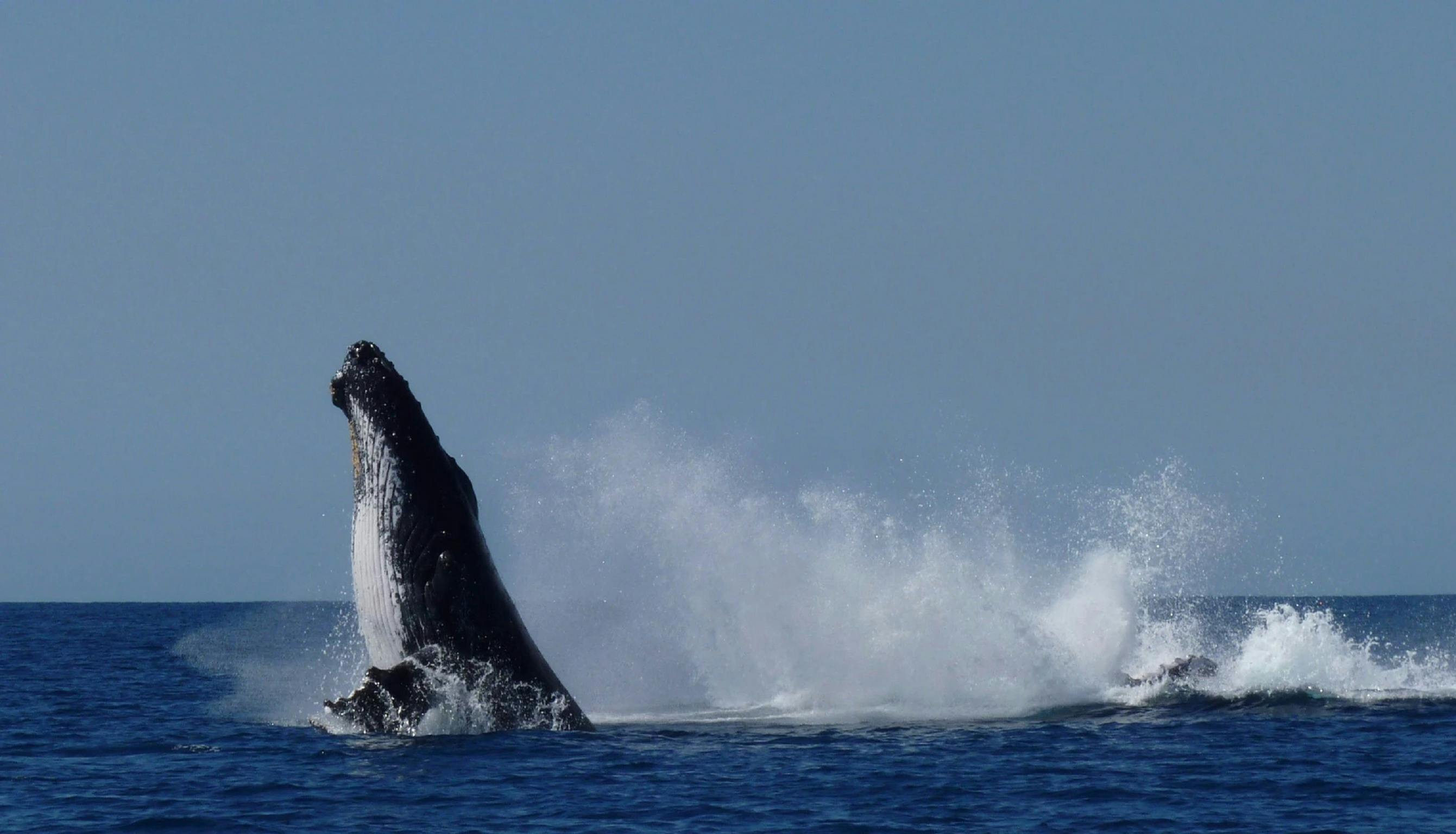 Busselton Whale Watching