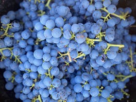 Malbec hand picking