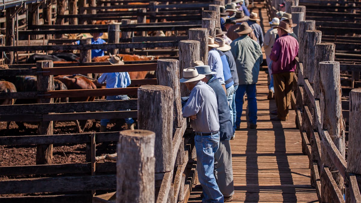 Local Cattle Sales Murgon & Kingaroy