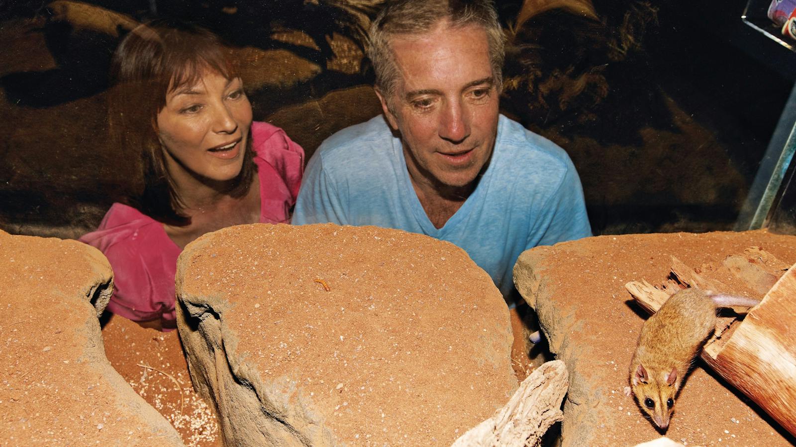 Meet the dunnarts that are fed twice a day!