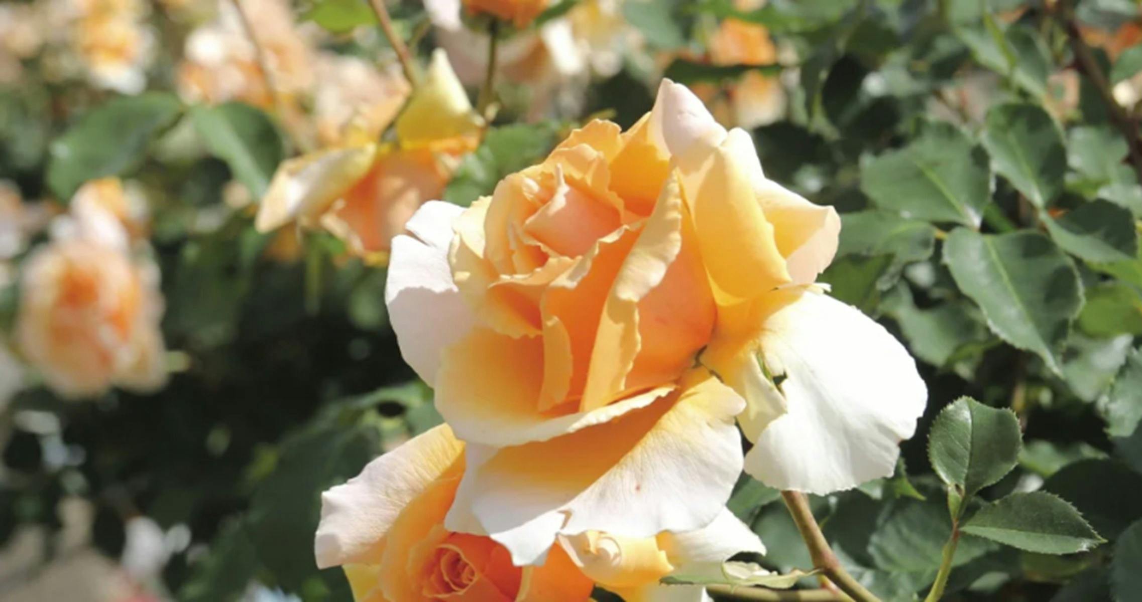 Peach coloured Roses