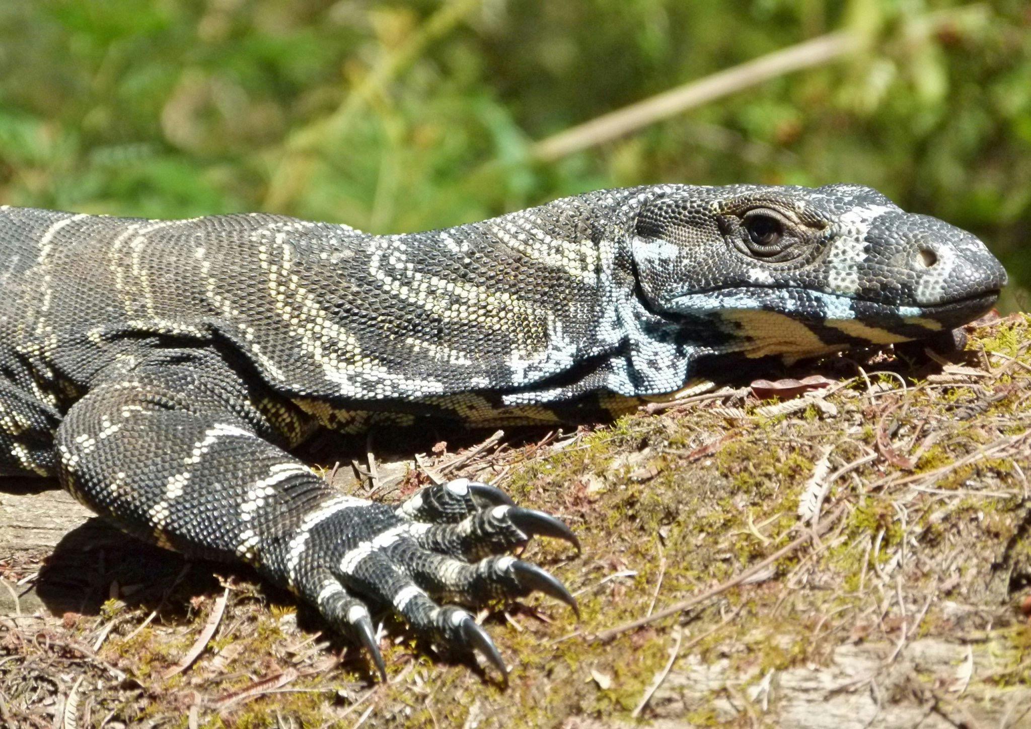 Goanna