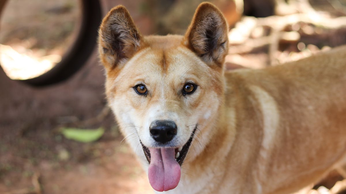 Close up of a dingo, light brown colour fur, looking straight ahead with tongue out