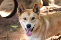 Close up of a dingo, light brown colour fur, looking straight ahead with tongue out