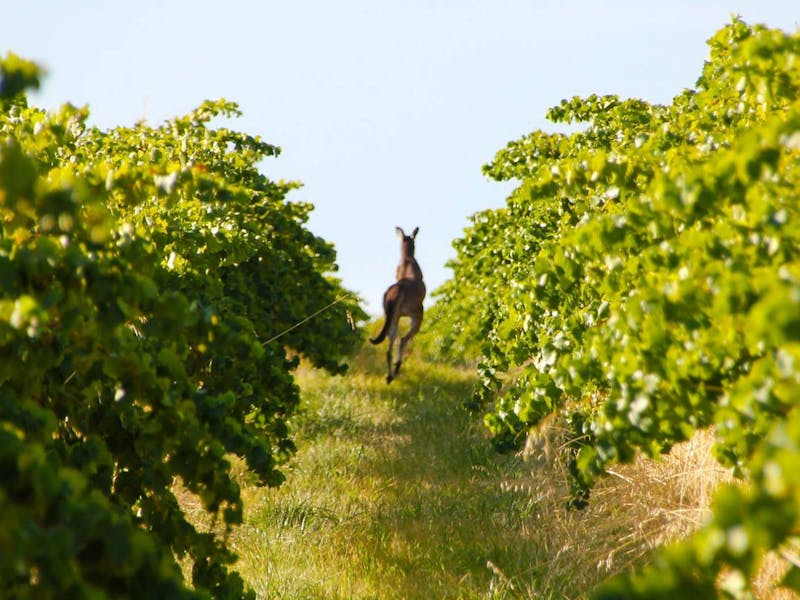 Fleurieu tours that get beyond the cellar doors