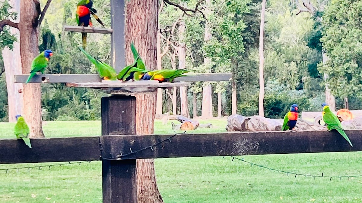 Bird feeding