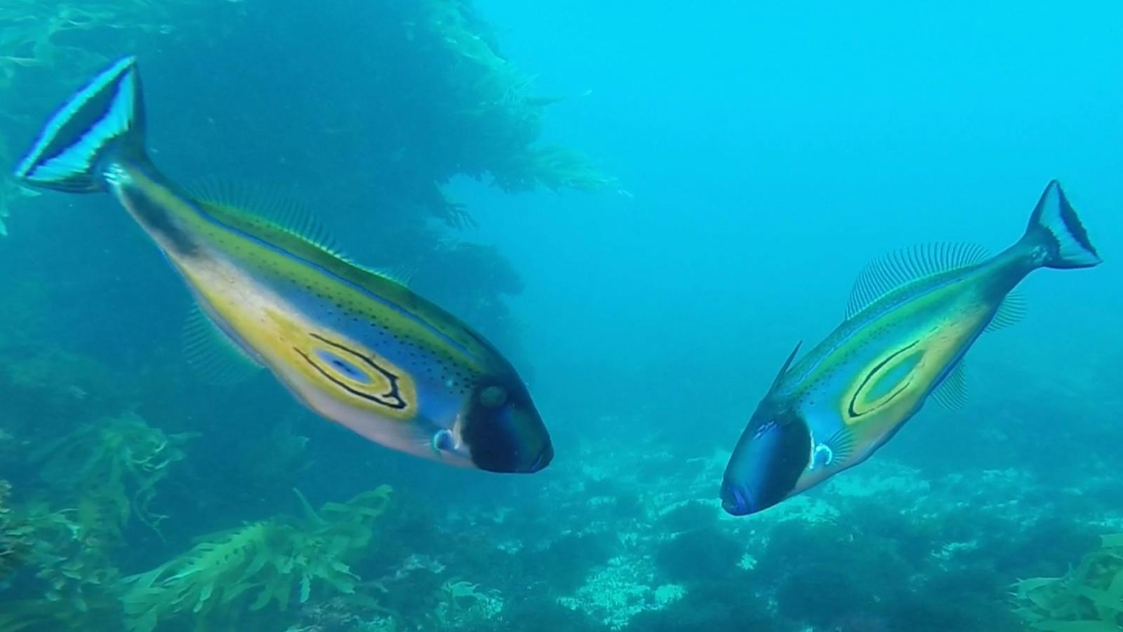Fish