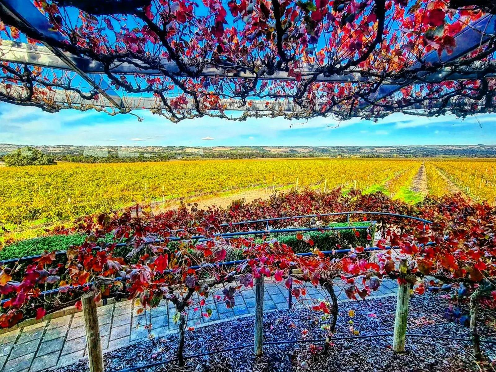 Hugh Hamilton Wines