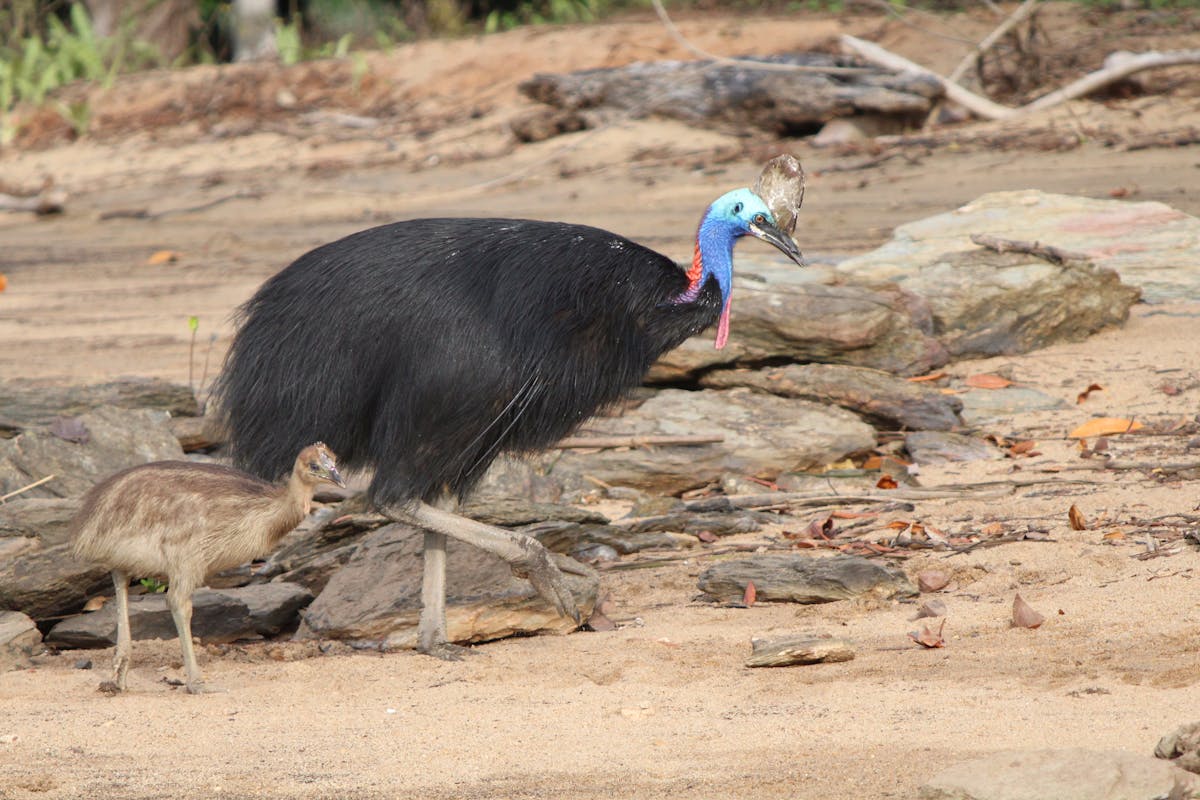 Cassowary