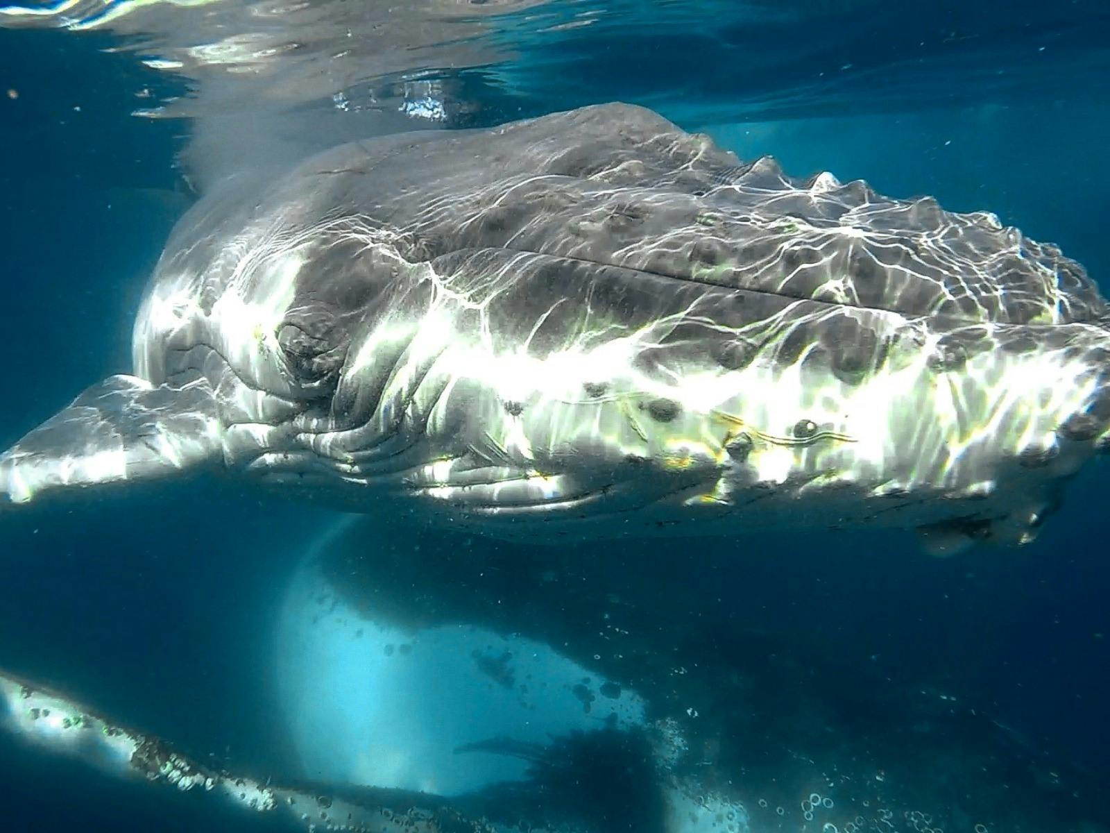 Humpback Whale calf close up look