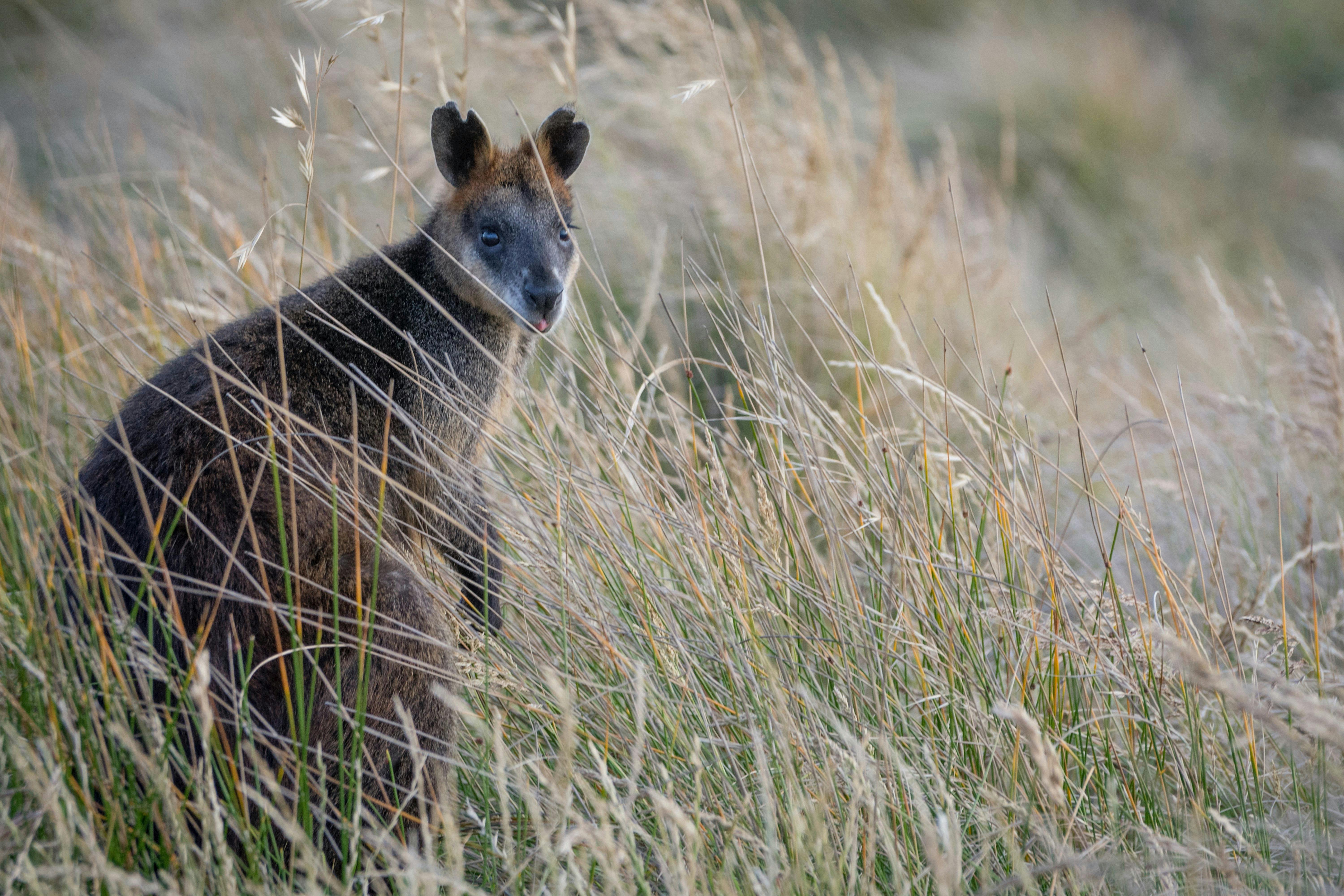 Wild wallaby spotting