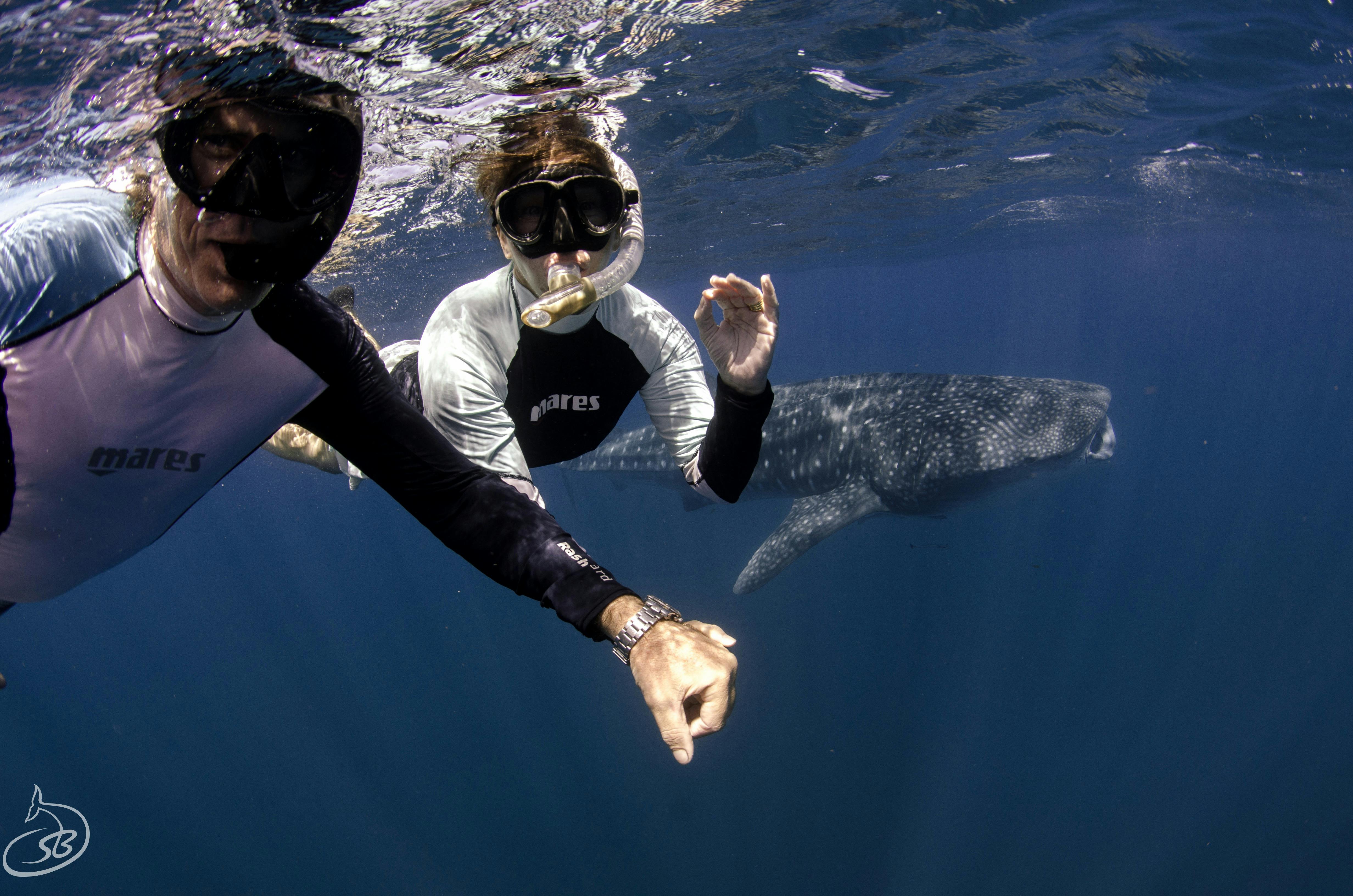 Exmouth Dive and Whalesharks Ningaloo, Exmouth, Western Australia