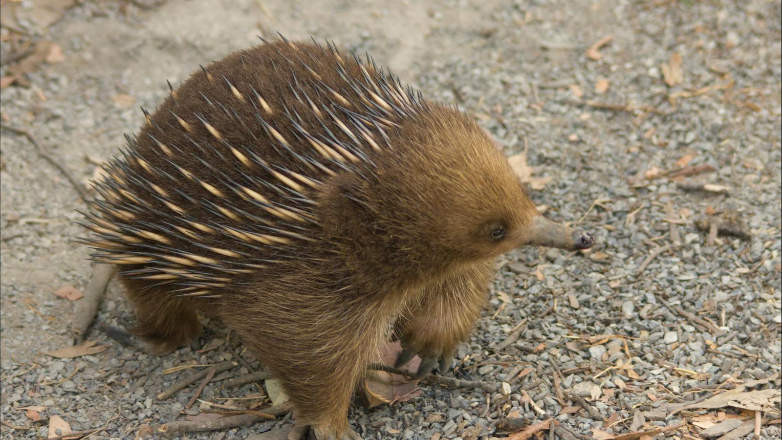 Short beaked Echidna