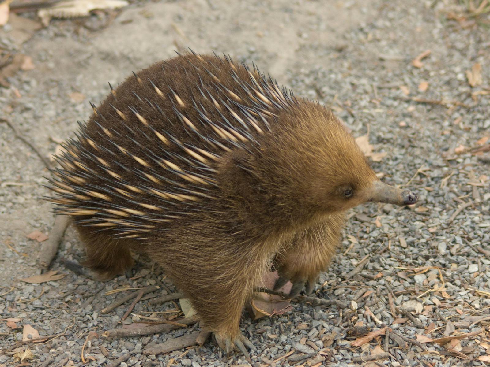 Short beaked Echidna