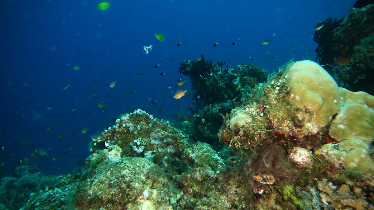 Brisbane Dive Academy - Dive trips