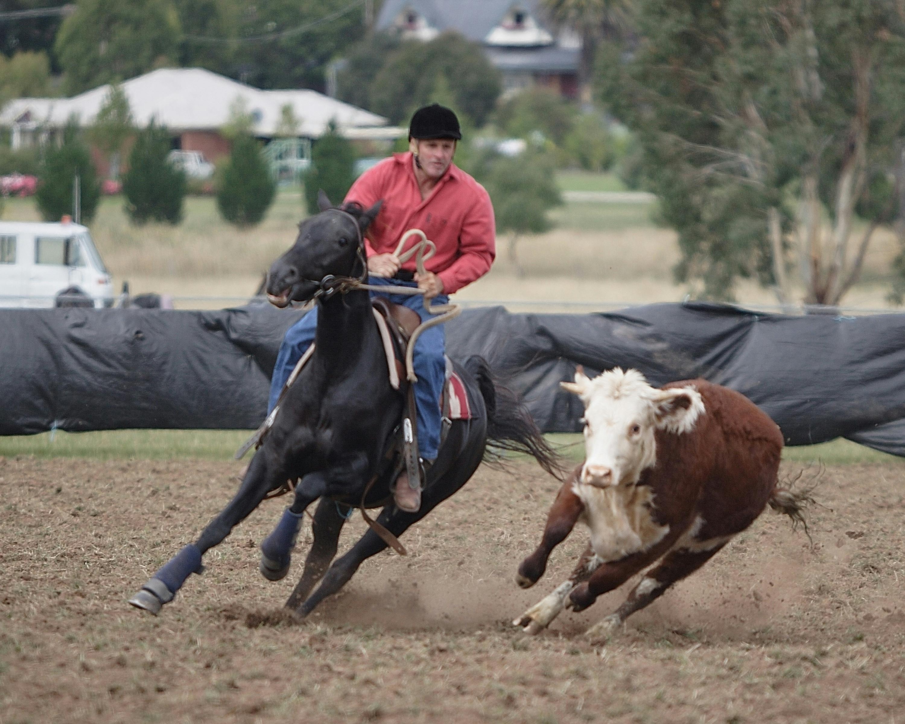 Merrijig  Campdraft