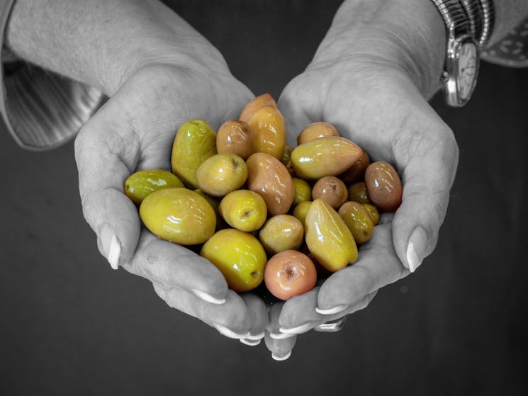 Kangaroo Valley Olives