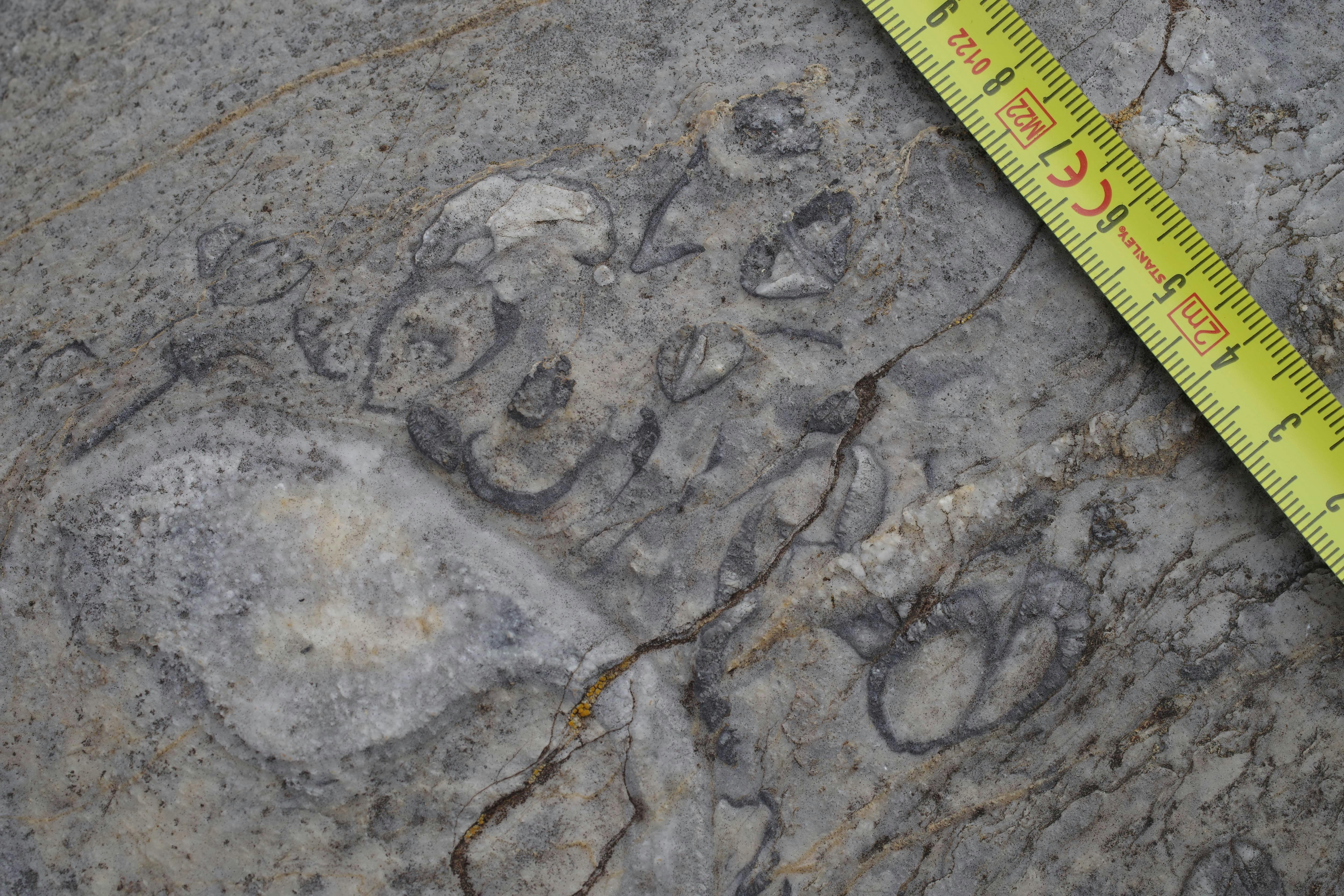 Close of image with a tape measure as a scale of broken up fossils in limestone