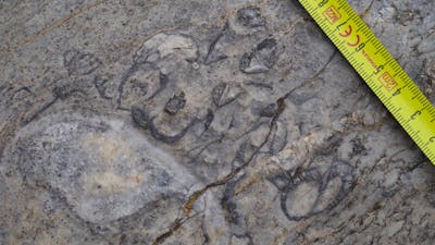 Close of image with a tape measure as a scale of broken up fossils in limestone