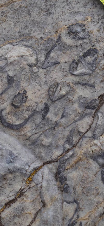 Close of image with a tape measure as a scale of broken up fossils in limestone