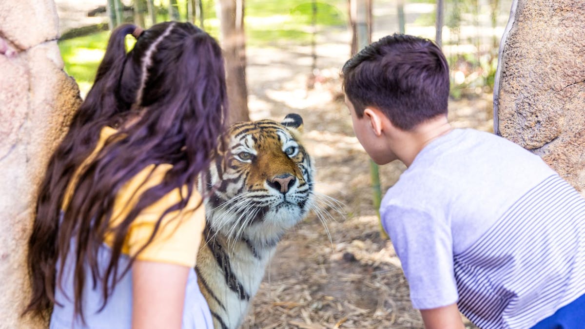 Tiger and two guests