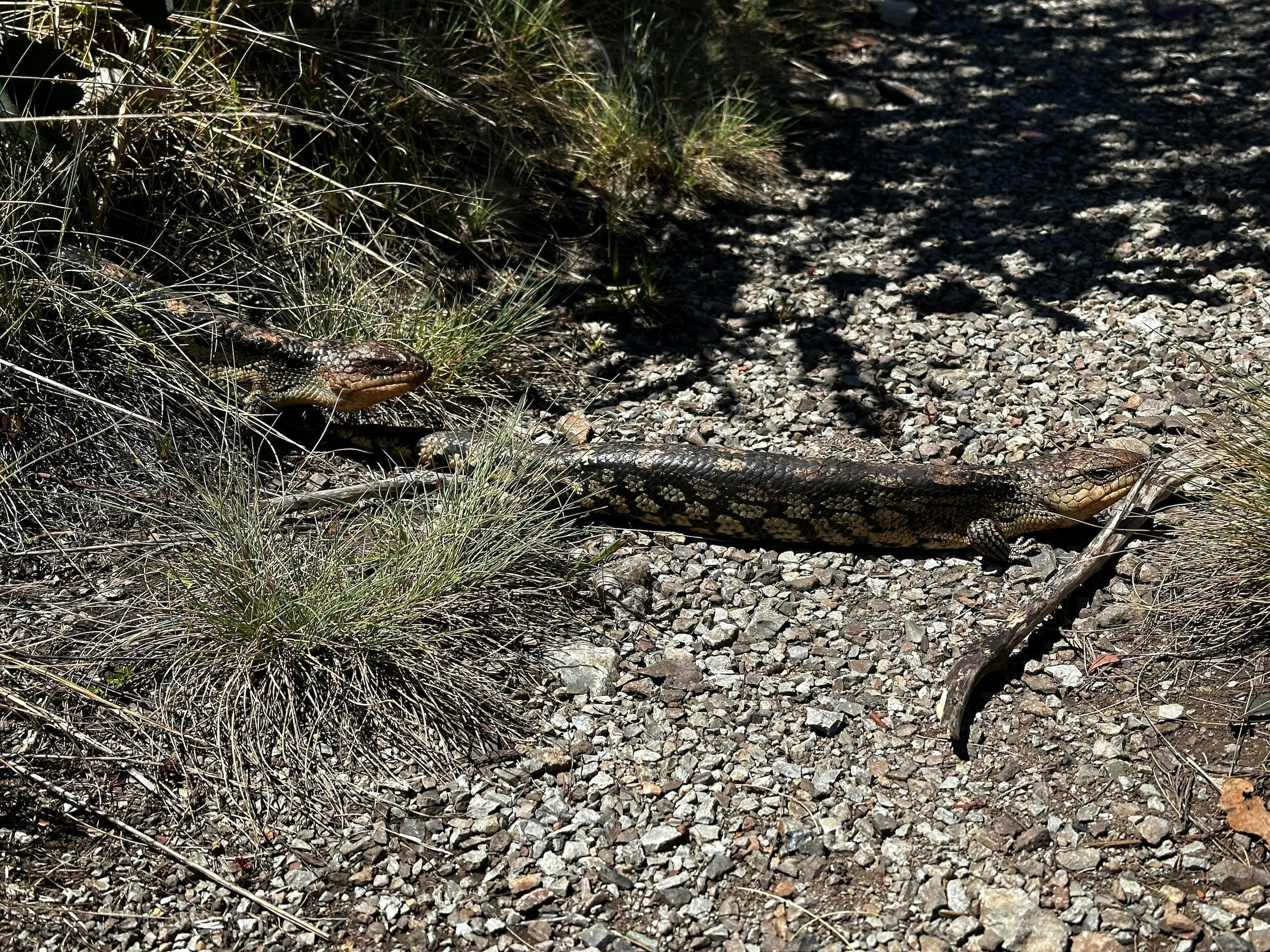 A couple of bob tailed lizards crossing a gravel road.