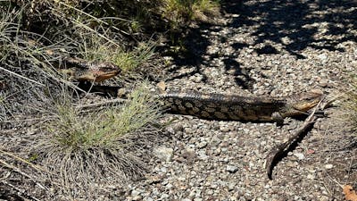 A couple of bob tailed lizards crossing a gravel road.