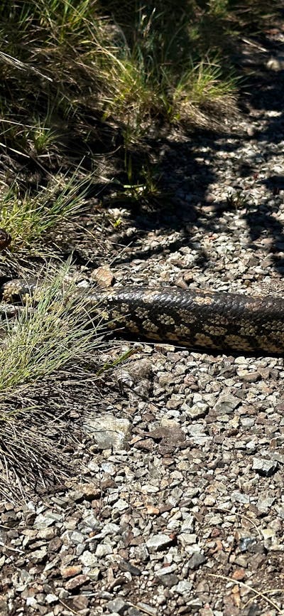 A couple of bob tailed lizards crossing a gravel road.