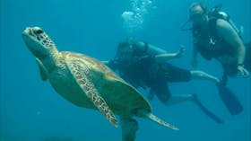 Ocean Freedom : Certified divers