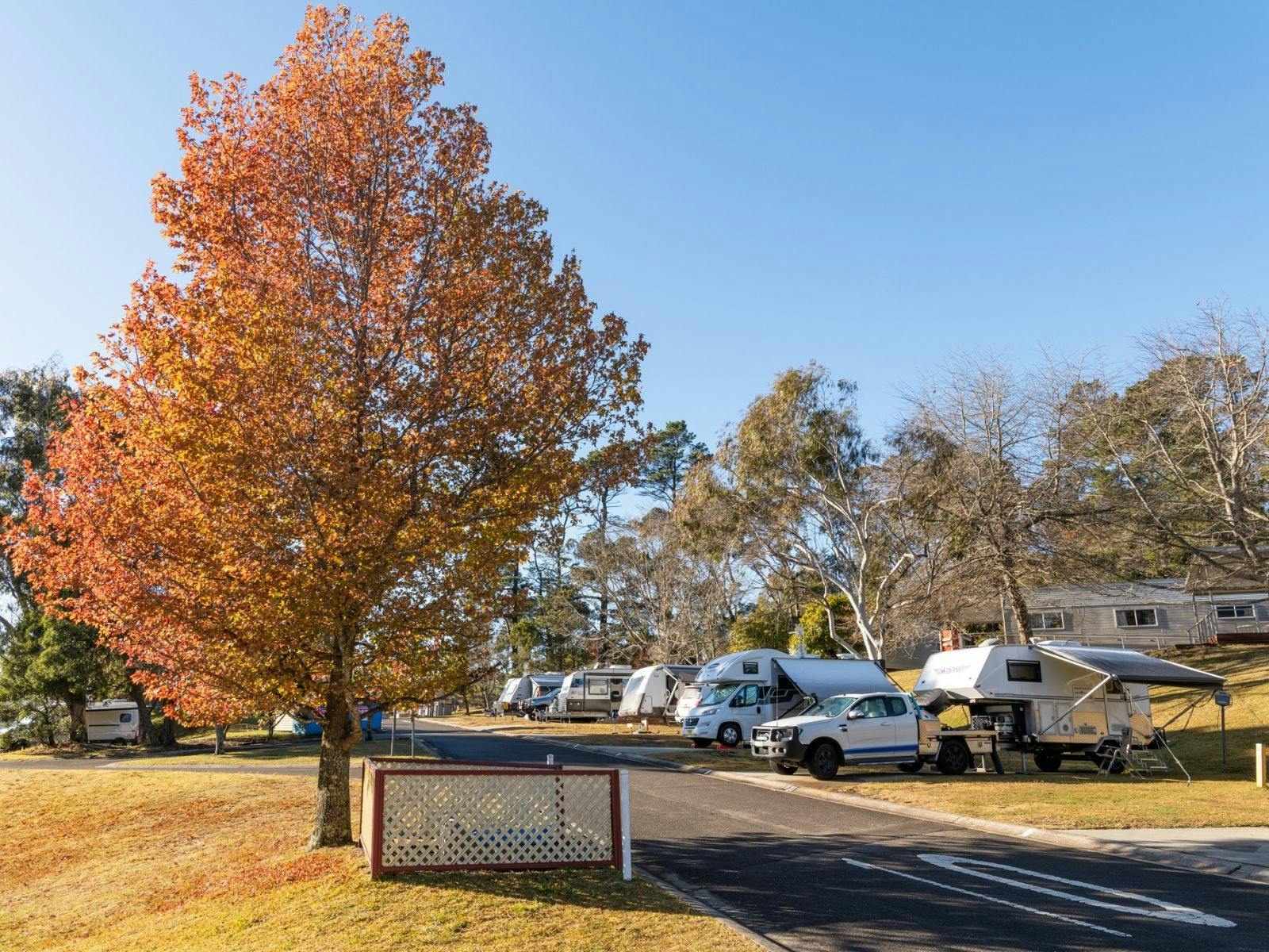 Caravans lined up amongst autumn trees