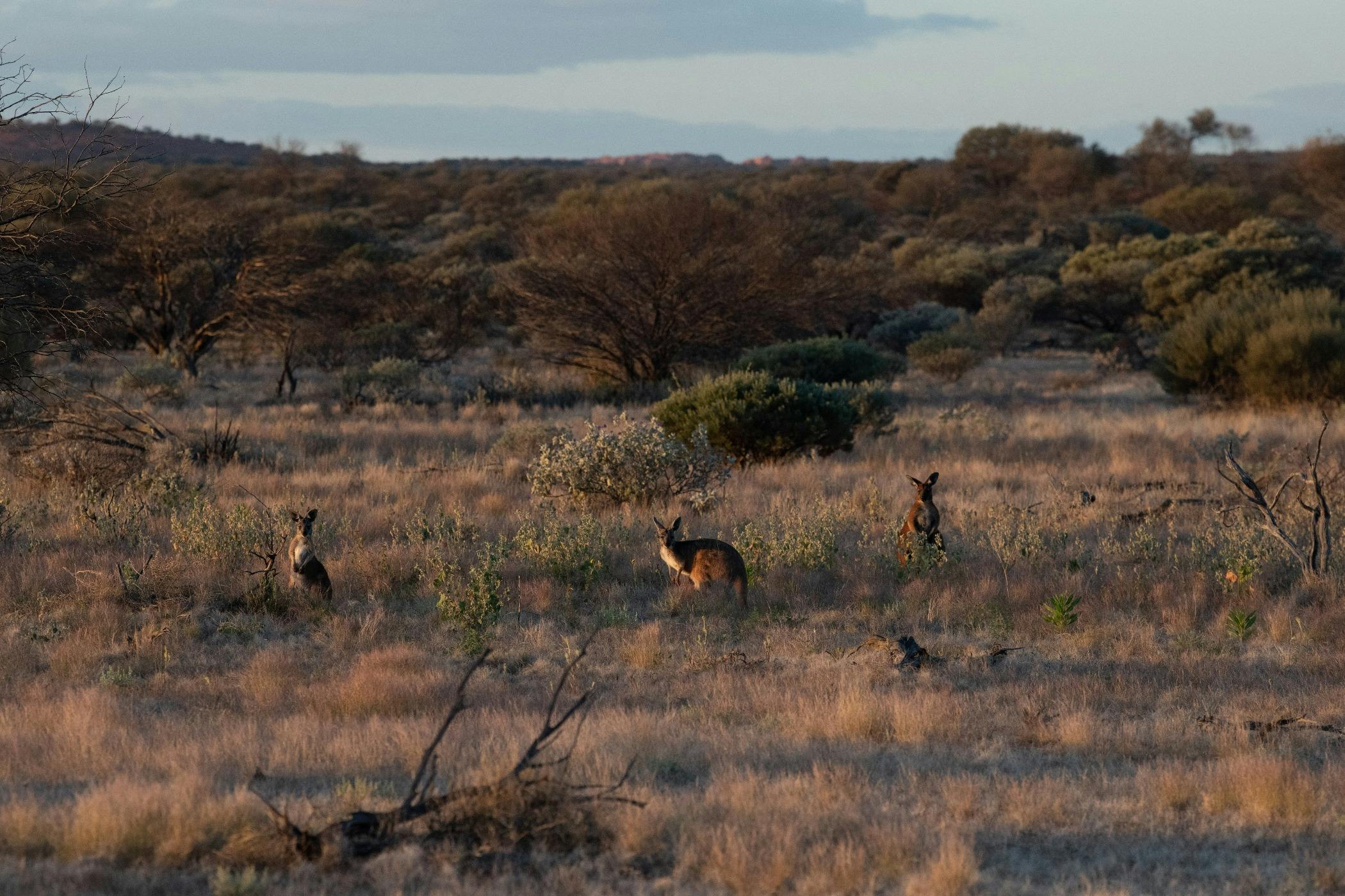 Kangaroo Wooleen Station
