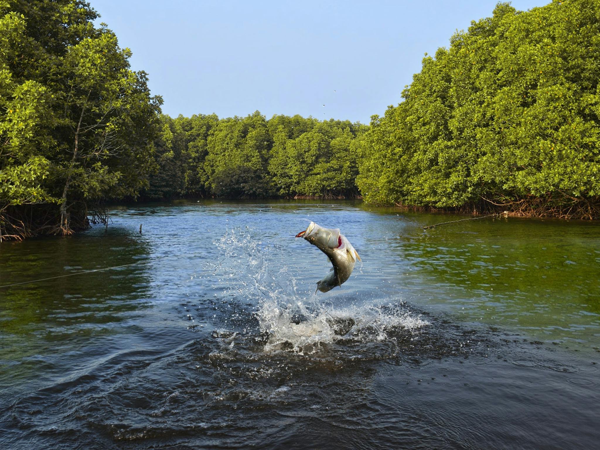 barra jumping barra jumping