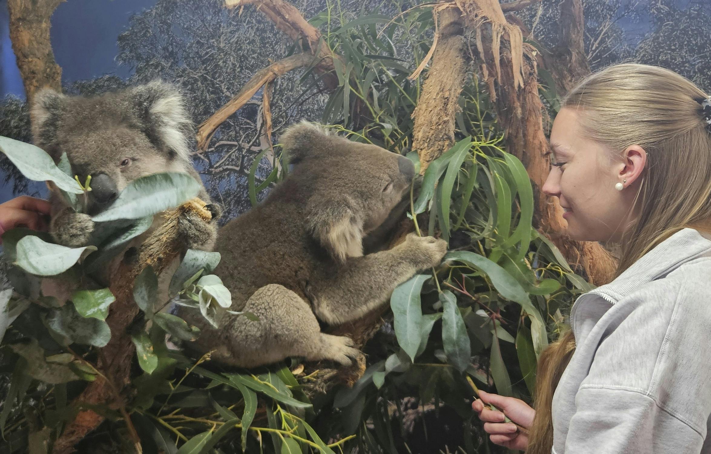 Fauna Australia Koala Experience