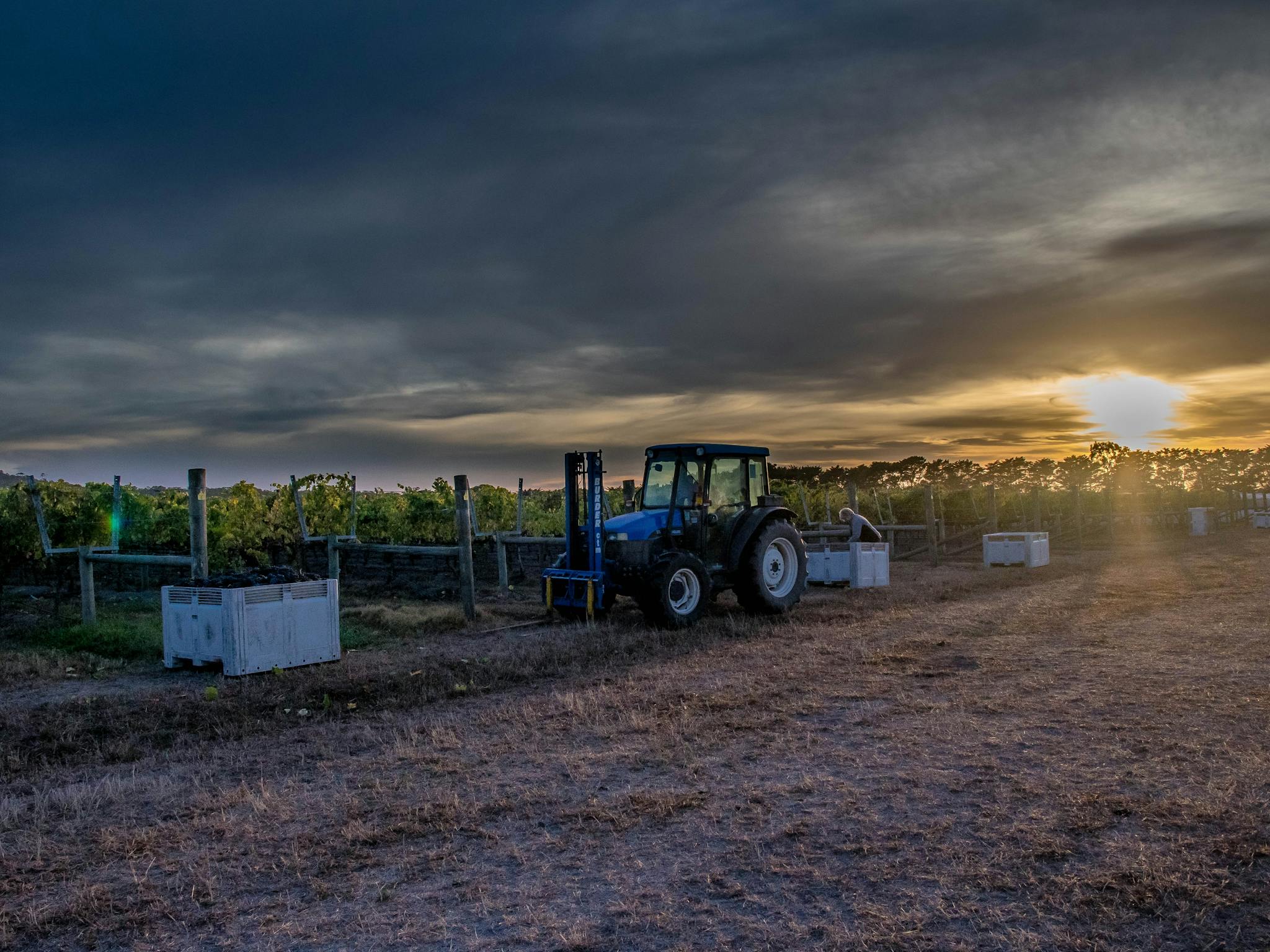 Sunrise over the tractor during vintage in the vineyard