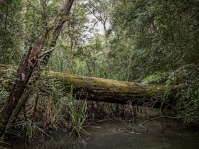 Eurobodalla Regional Botanic Gardens