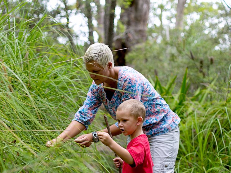 Strickland State Forest Tuggerah Visitnsw Com