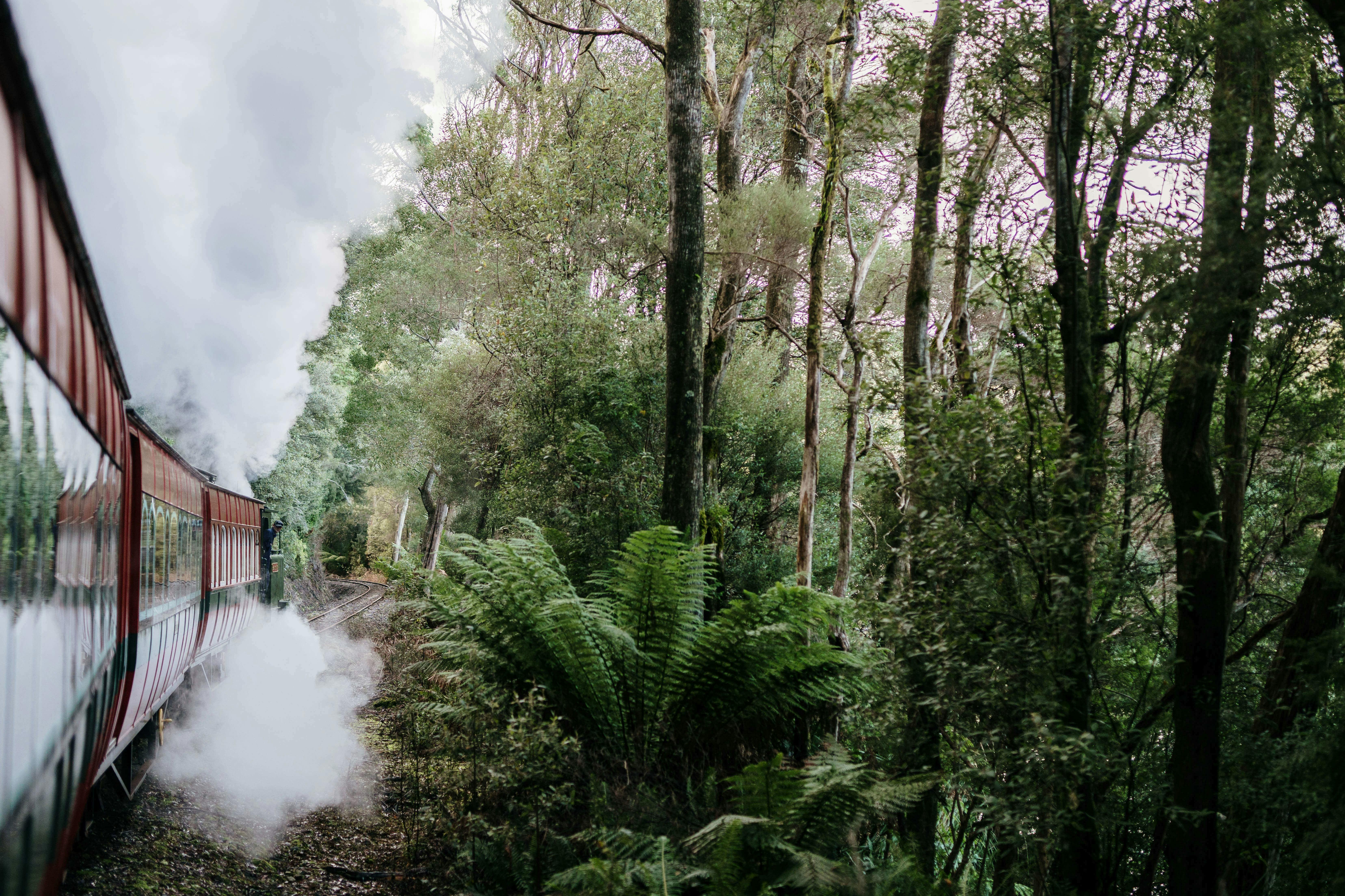 Train travels along the railway line through cool temperate rainforest