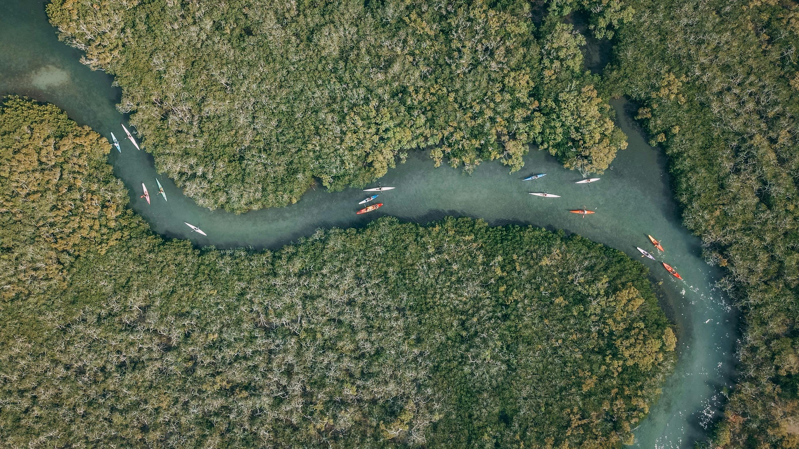Explore the Mangroves