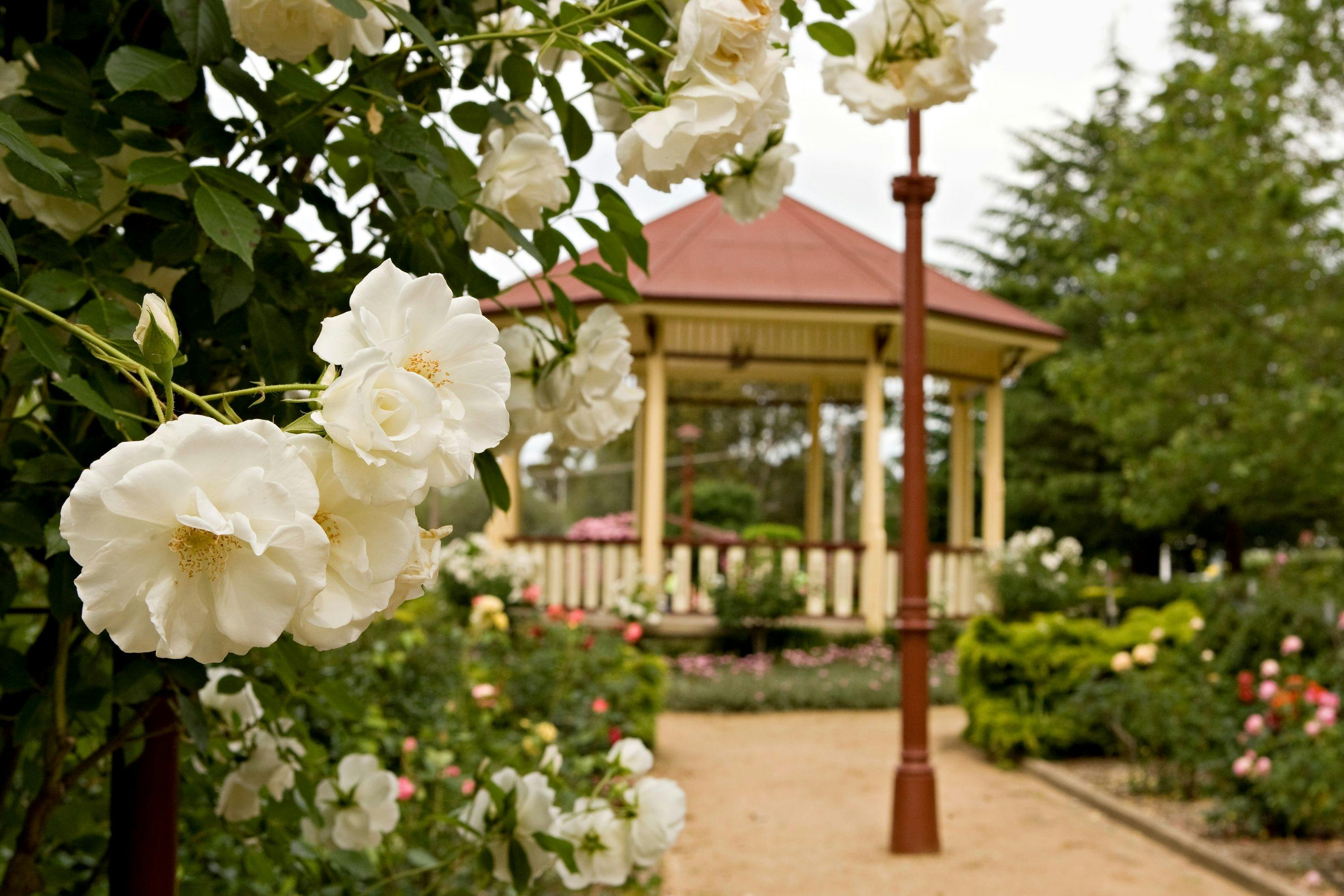 Rotunda and roses at Carrington Park