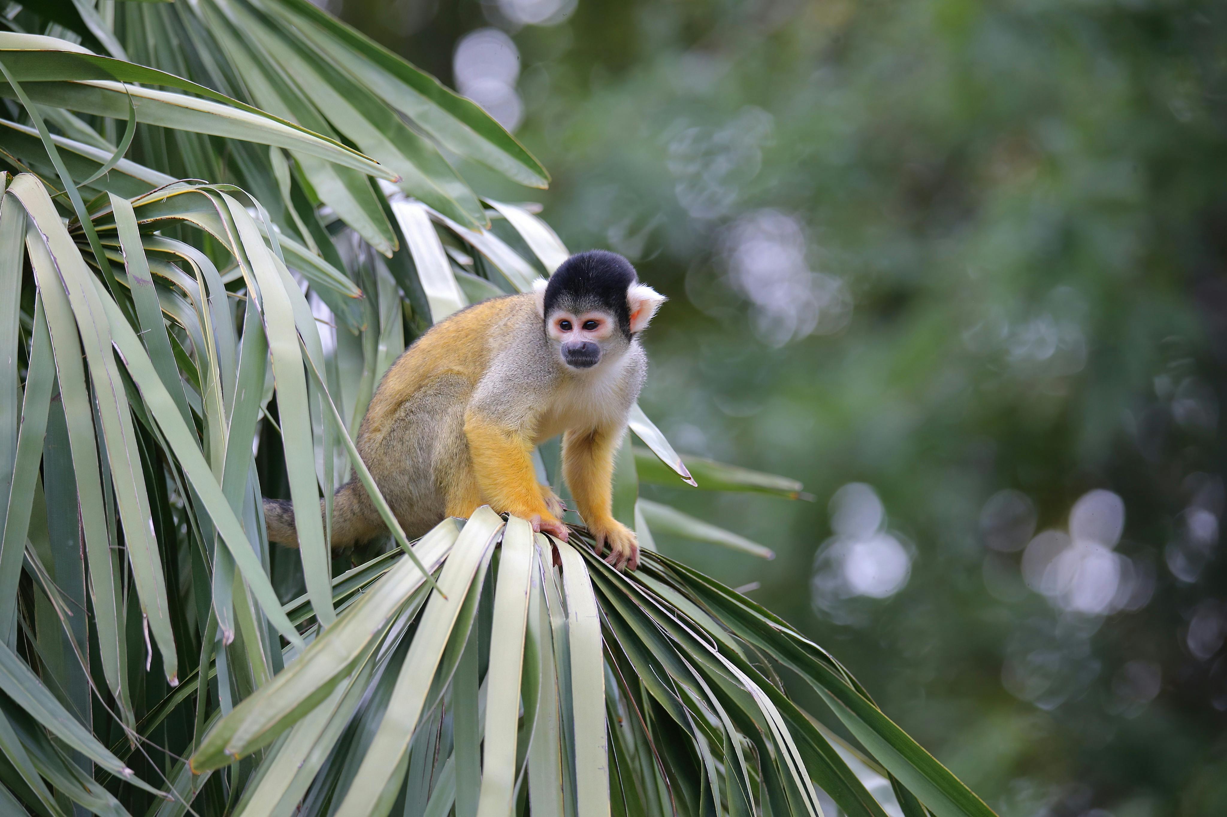 Monkey