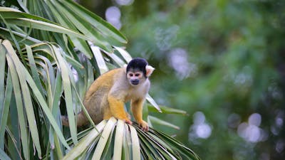 Monkey