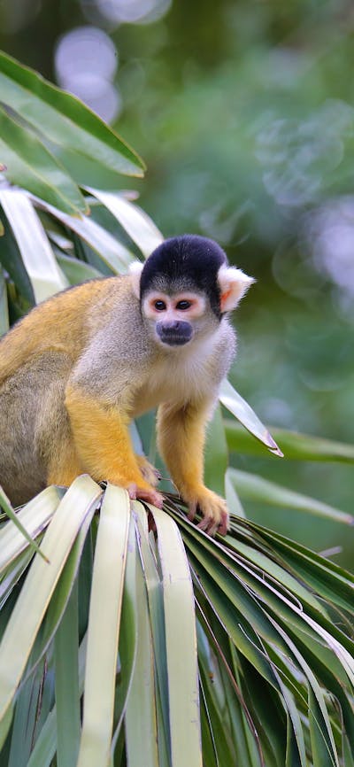 Monkey