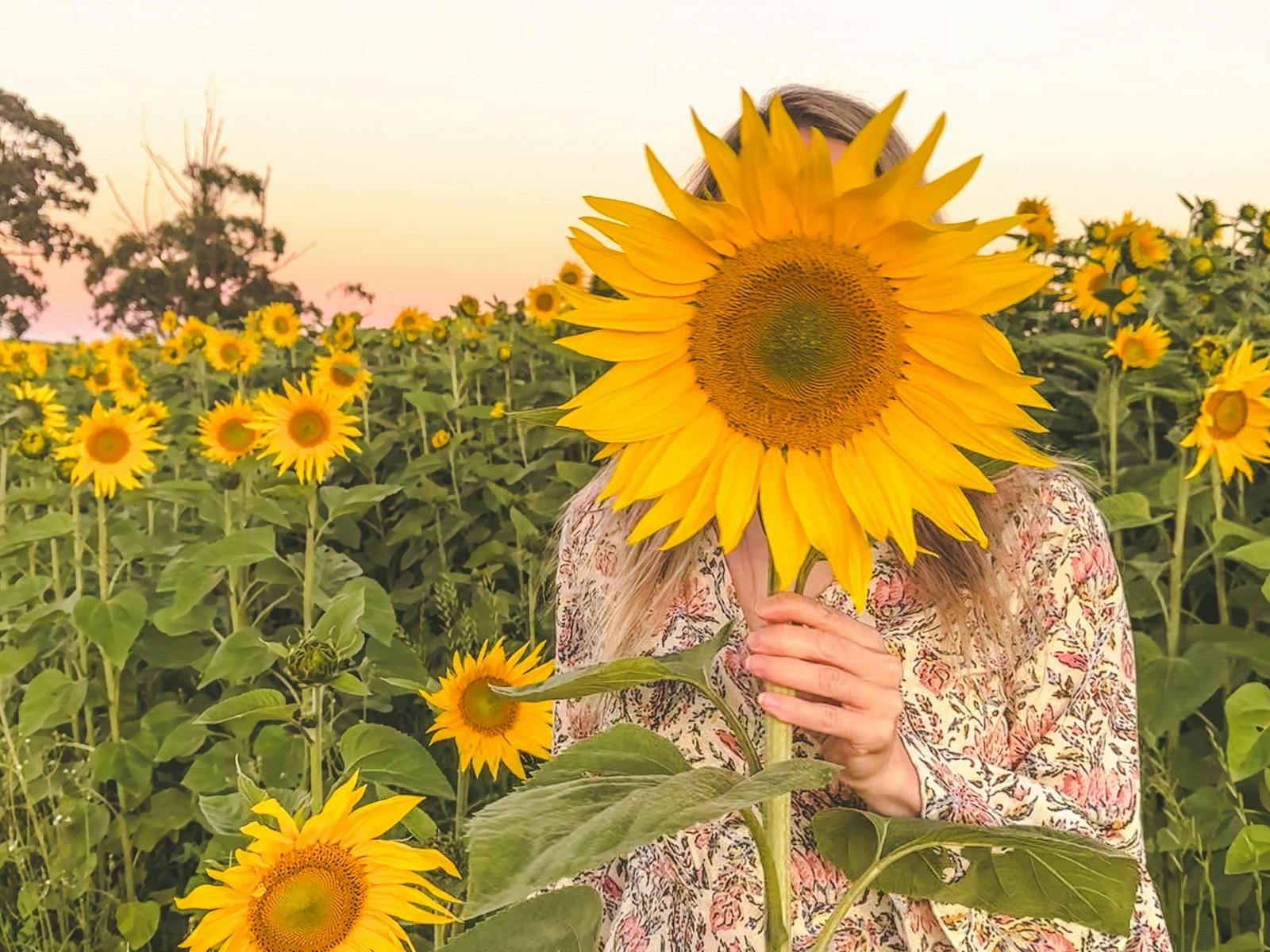 Atkins Farm Sunflowers 2024