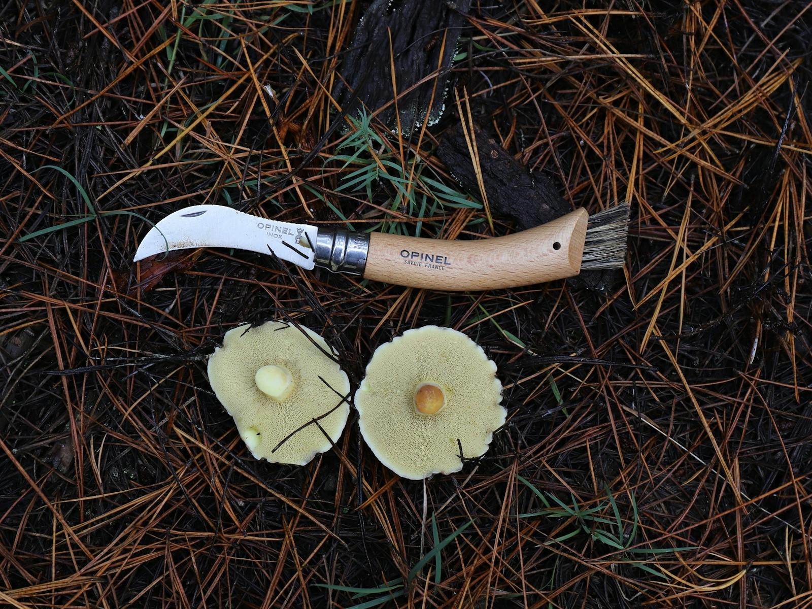 Two wild mushrooms and a mushrooming knife lying on pine needles