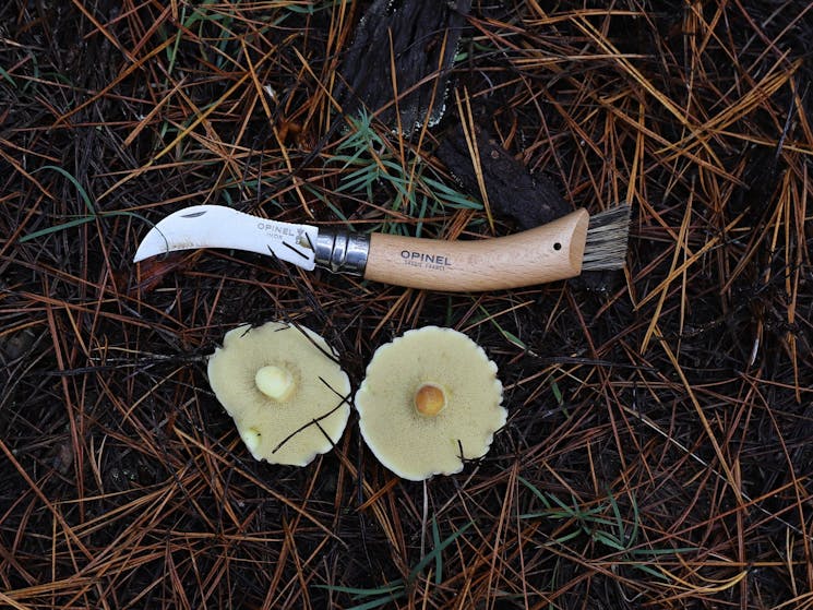 Two wild mushrooms  and a mushrooming knife lying on pine needles